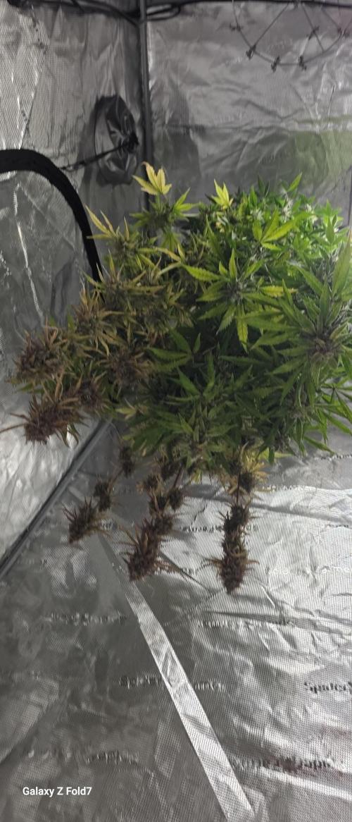 Fastbuds42 Grow. Week 12