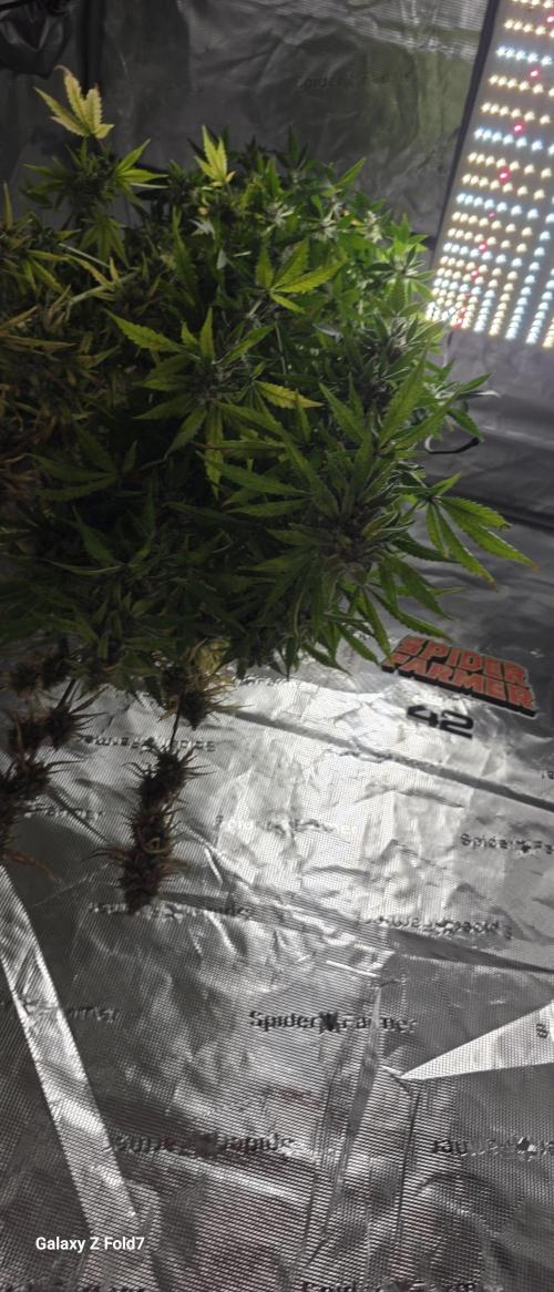 Fastbuds42 Grow. Week 12