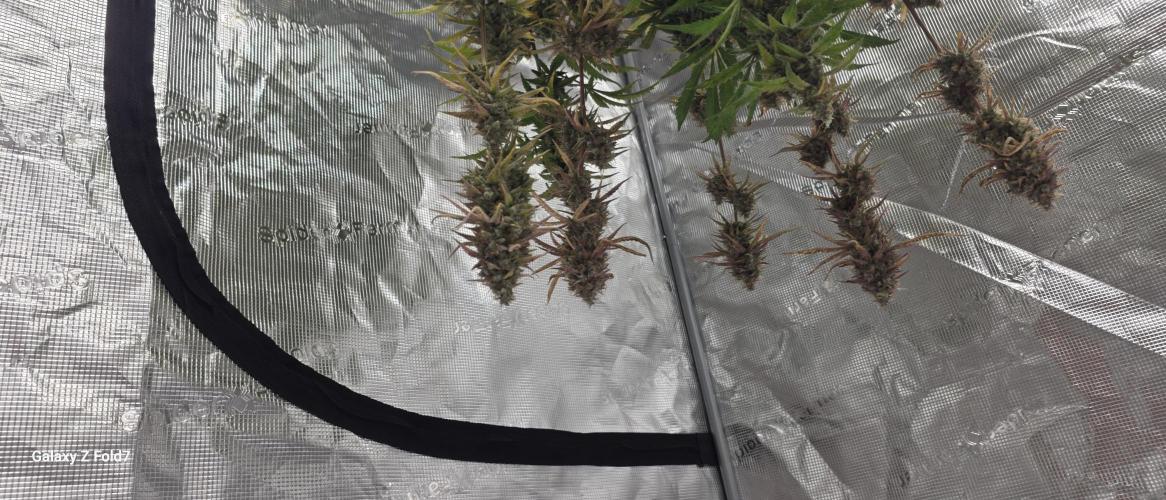 Fastbuds42 Grow. Week 12