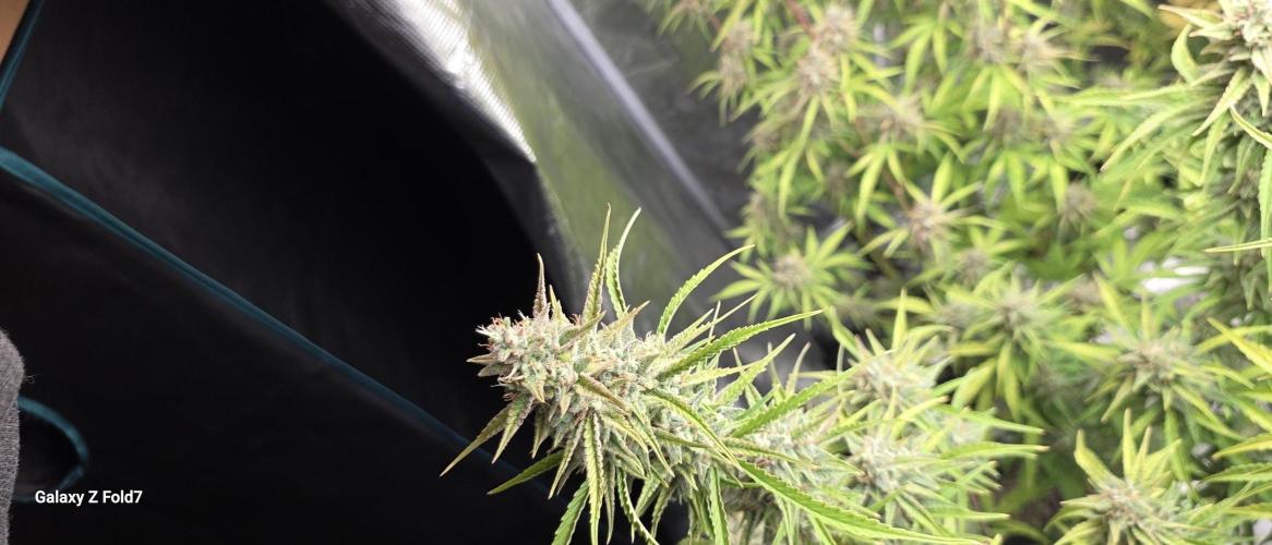 Fastbuds42 Grow. Week 12