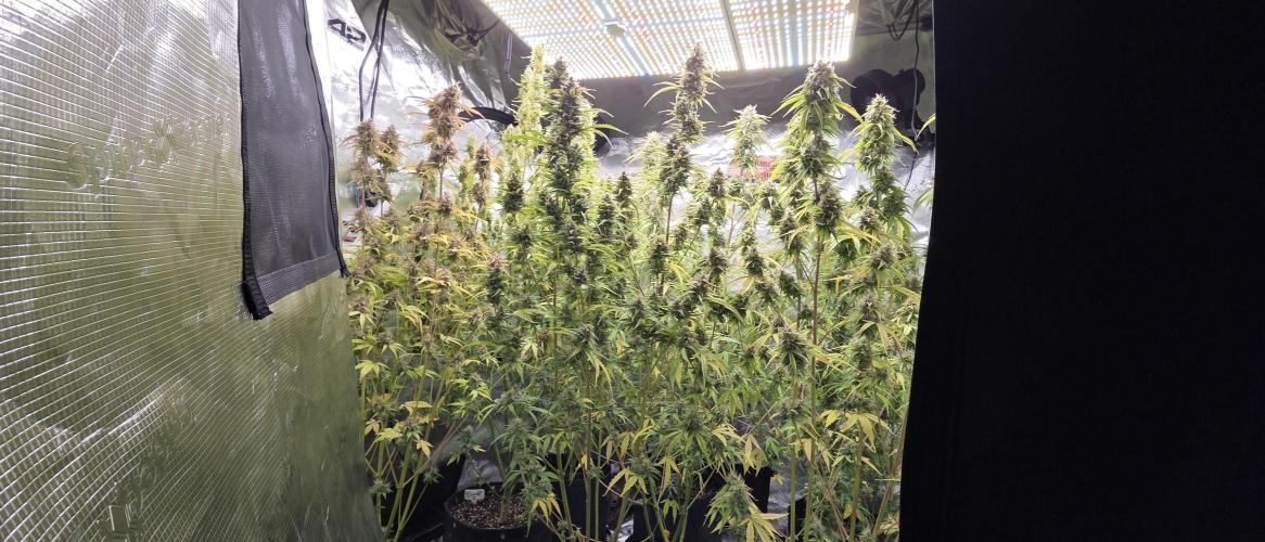 Fastbuds42 Grow. Week 12