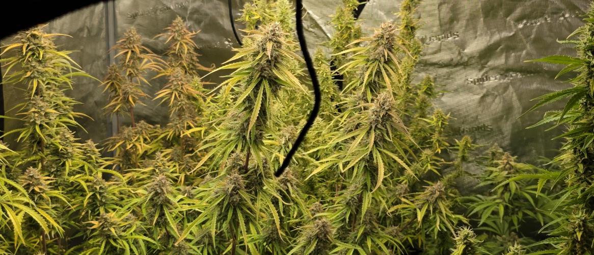 Fastbuds42 Grow. Week 12