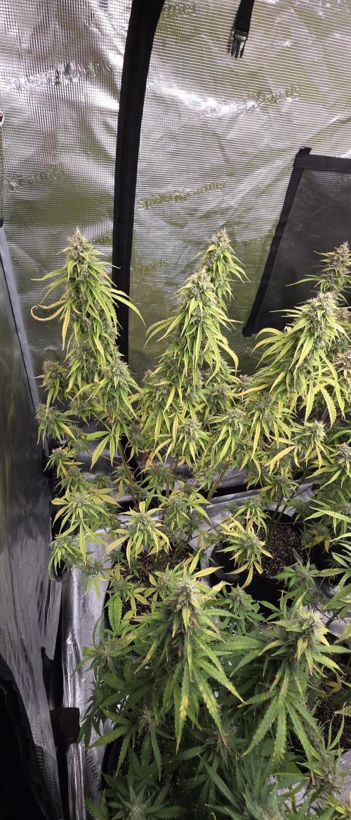 Fastbuds42 Grow. Week 12