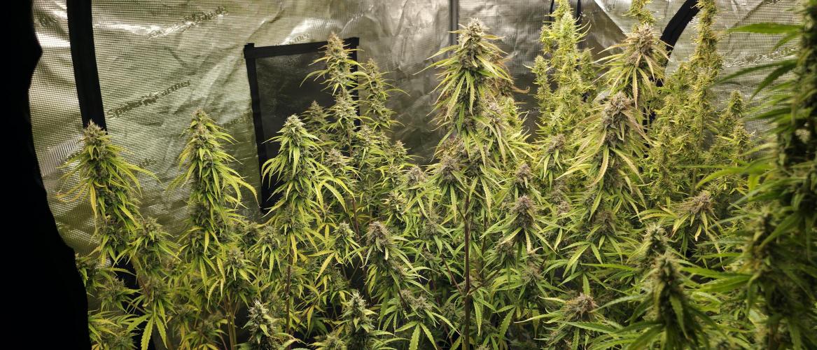 Fastbuds42 Grow. Week 12