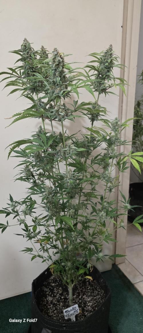 Fastbuds42 Grow. Week 12