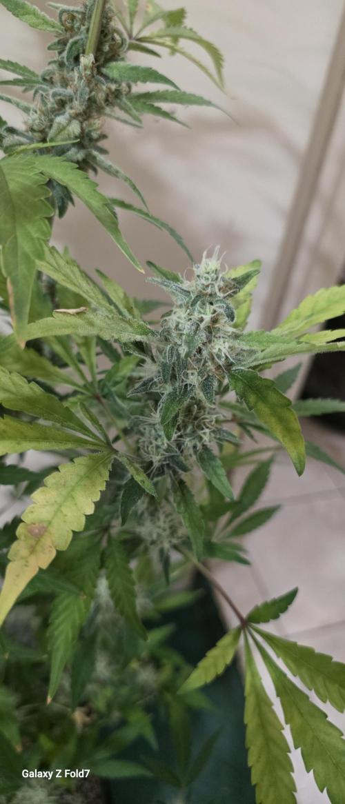 Fastbuds42 Grow. Week 12