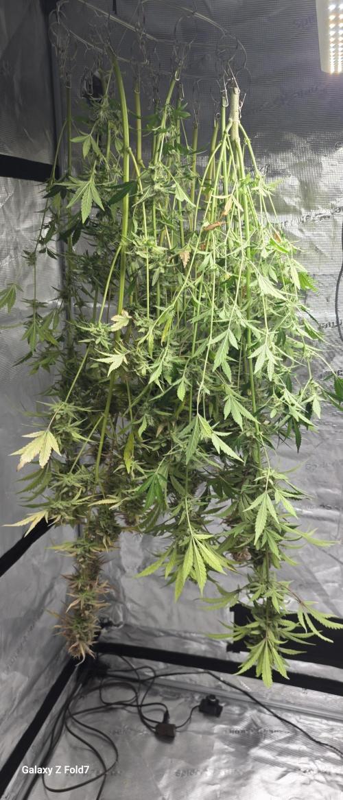 Fastbuds42 Grow. Week 12