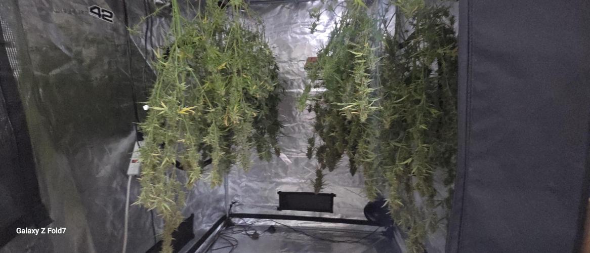 Fastbuds42 Grow. Week 12