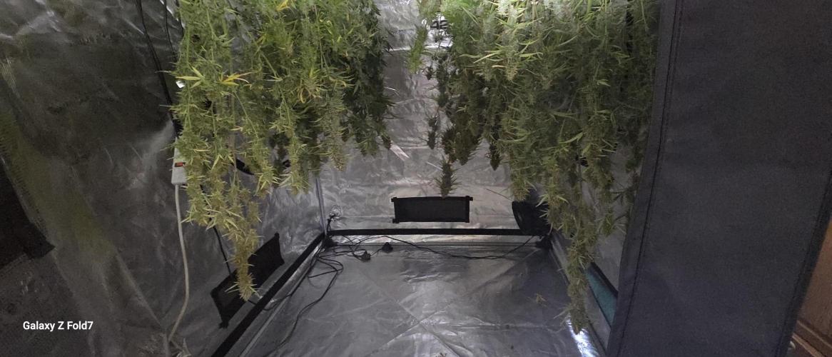 Fastbuds42 Grow. Week 12