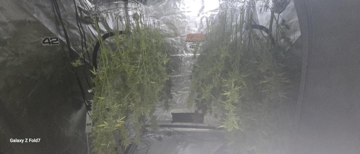 Fastbuds42 Grow. Week 12