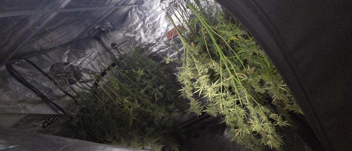 Fastbuds42 Grow. Week 12