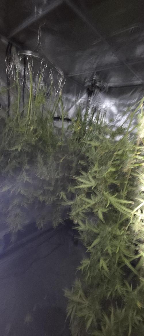 Fastbuds42 Grow. Week 12