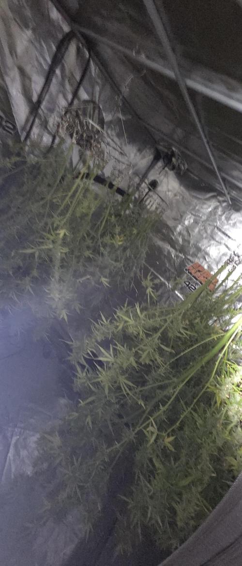 Fastbuds42 Grow. Week 12