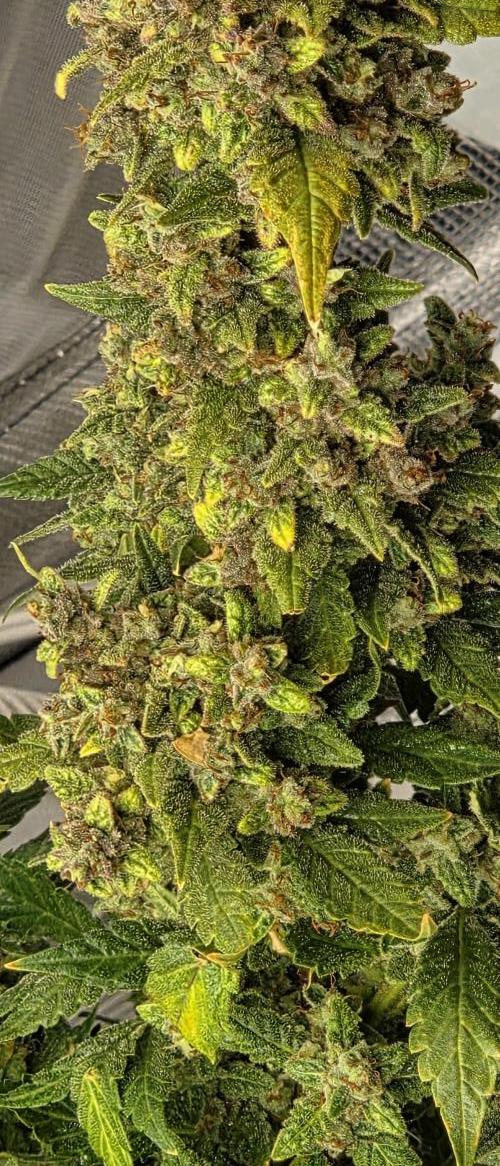 Gorilla cookies auto (fastbuds genetics). Week 11