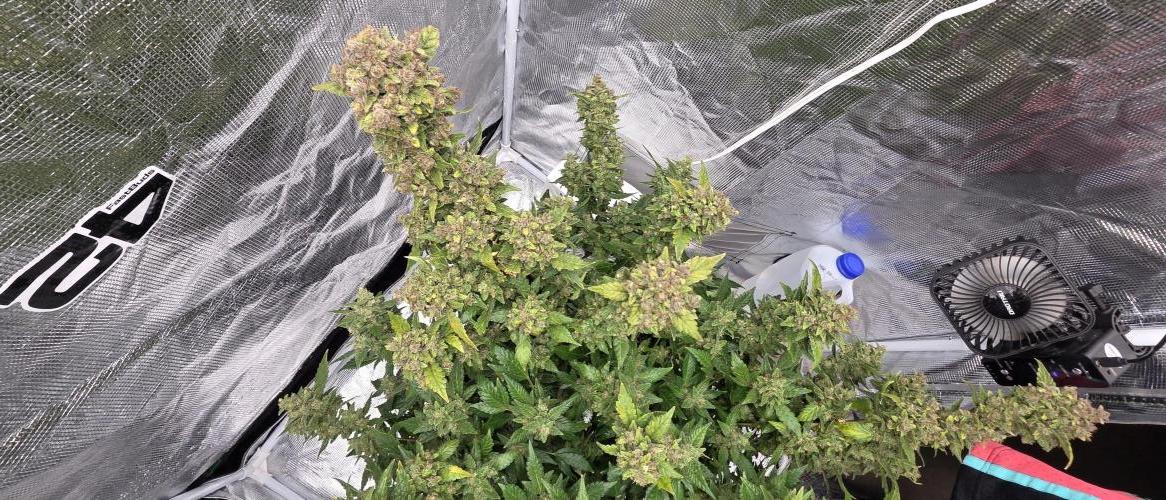 Gorilla cookies auto (fastbuds genetics). Week 11