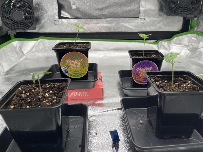 First Grow :). Week 0