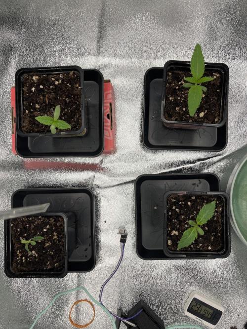First Grow :). Week 0
