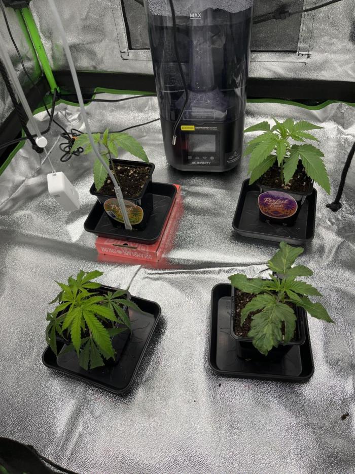 First Grow :). Week 1 - Here you can see that i had to swap one seedling agains Blue Dream cutting