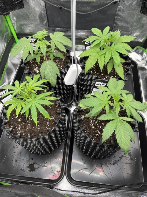 First Grow :). Week 2