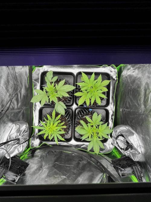 First Grow :). Week 2