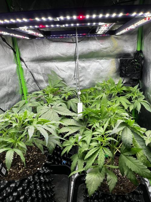 First Grow :). Week 3