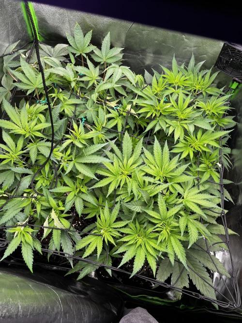First Grow :). Week 4 - First LST