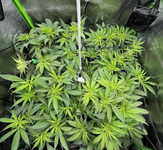 First Grow :). Week 4 - LST after two days and did a little adjustment 