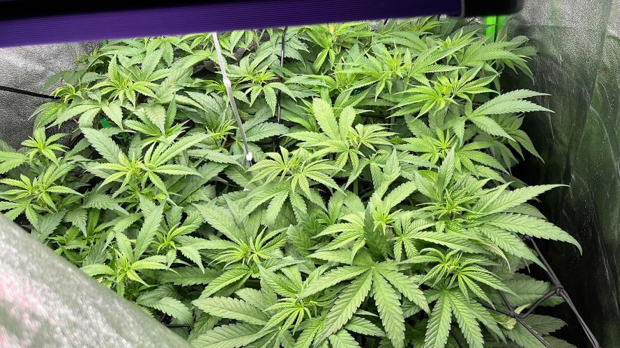 First Grow :). Week 5 - ScroG working perfectly 