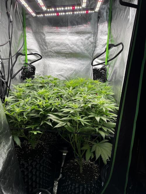 First Grow :). Week 6