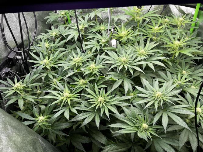 First Grow :). Week 9