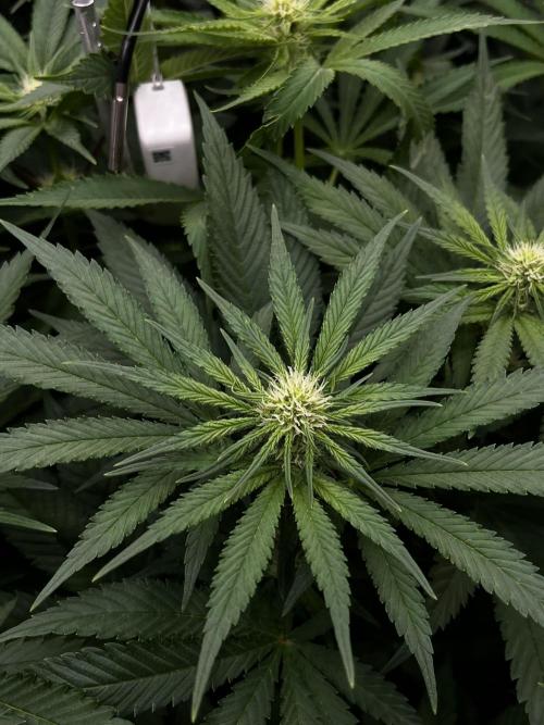 First Grow :). Week 9 - Kings Kush