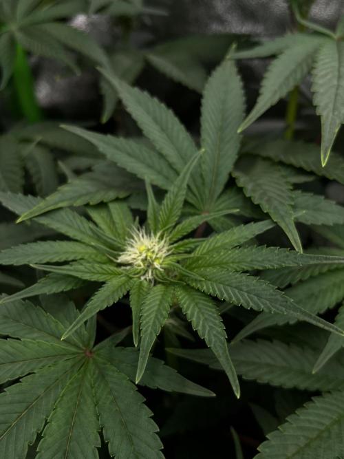 First Grow :). Week 9 - Mimozz