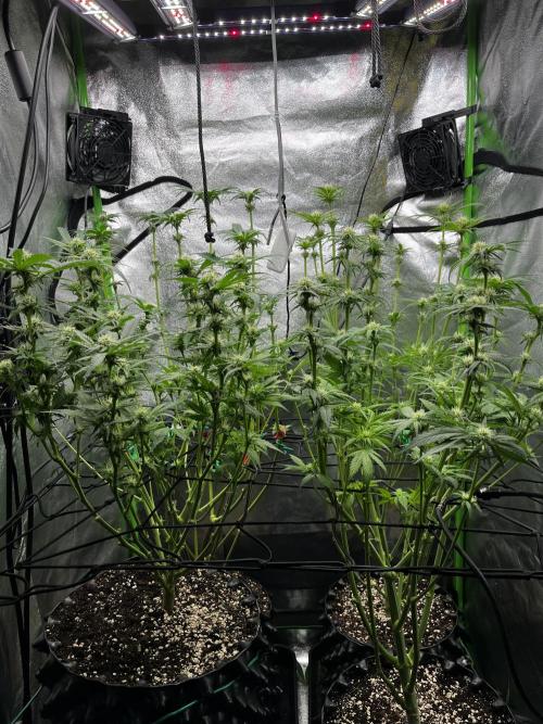 First Grow :). Week 9 - after Defoliation 