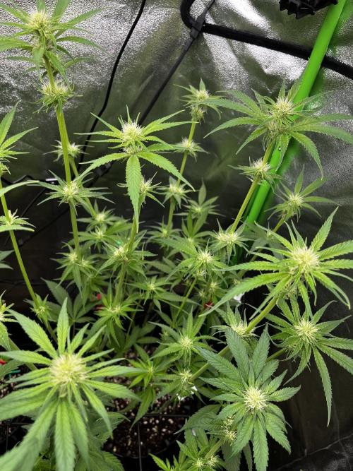 First Grow :). Week 9 - Mimozz