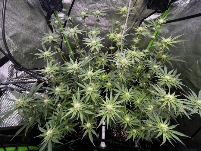 First Grow :). Week 9 - few days after defoliating