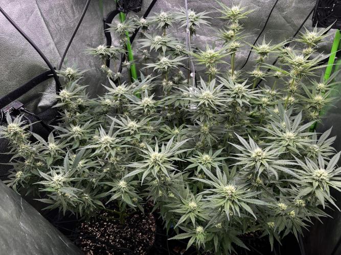 First Grow :). Week 10