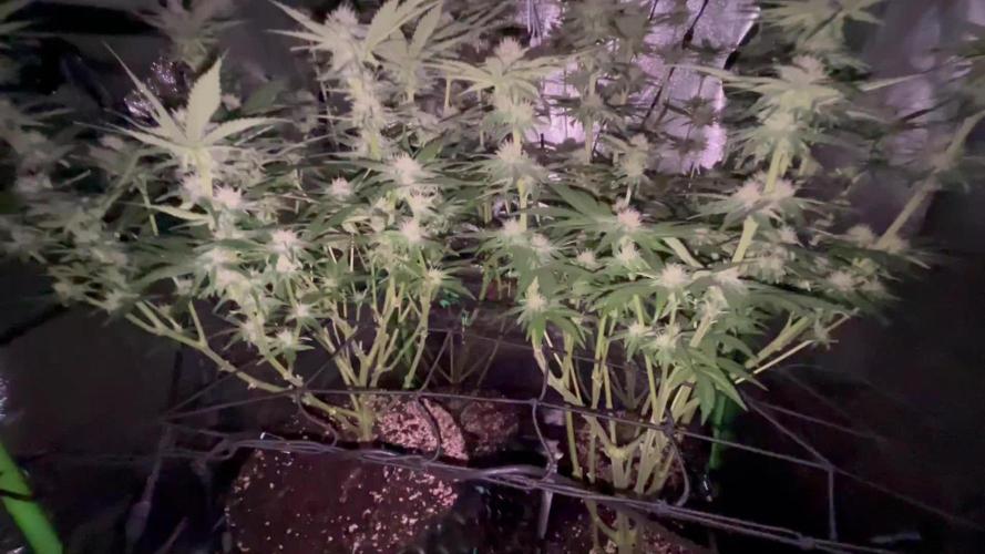 First Grow :)