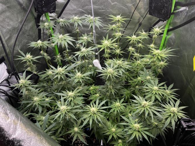 First Grow :). Week 10 - 3 days before update