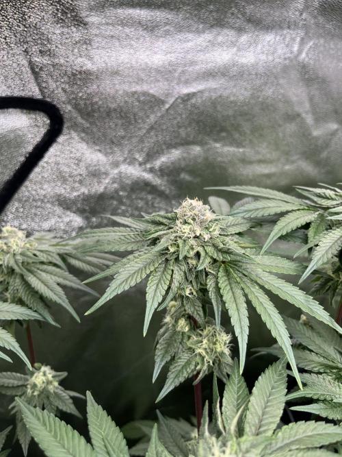 First Grow :). Week 11 - Coco Fresh ;)