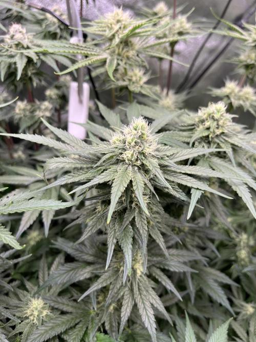 First Grow :). Week 11 - Kings Kush