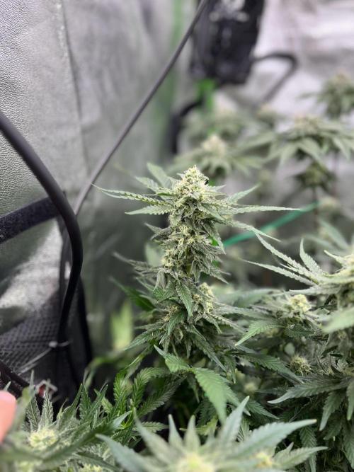 First Grow :). Week 11 - Blue Dream