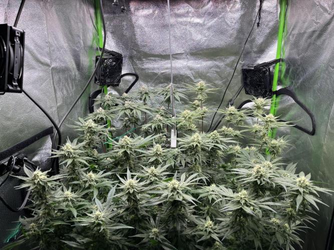 First Grow :). Week 11
