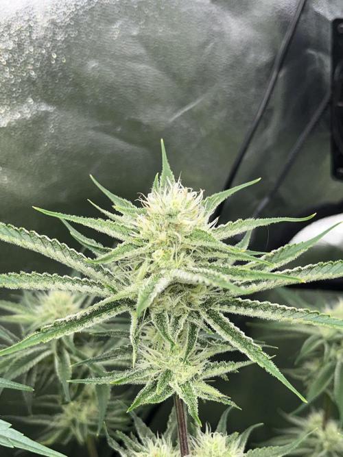 First Grow :). Week 11 - Mimozz