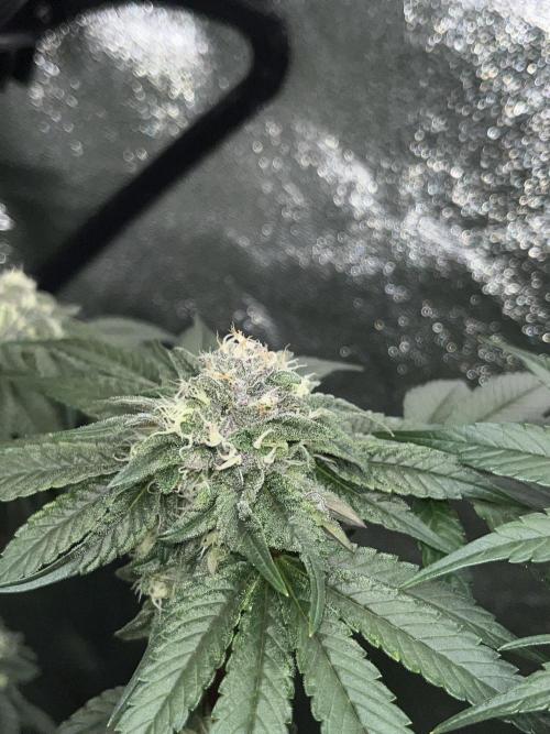 First Grow :). Week 11 - Coco Fresh
