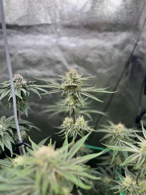 First Grow :). Week 12 - Mimozz