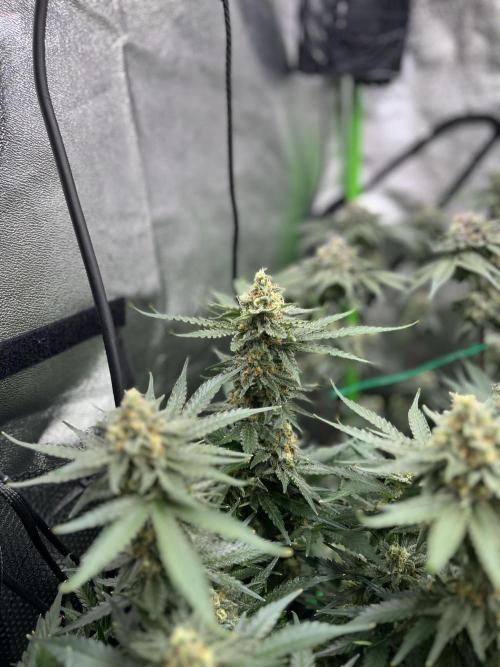 First Grow :). Week 12 - Blue Dream