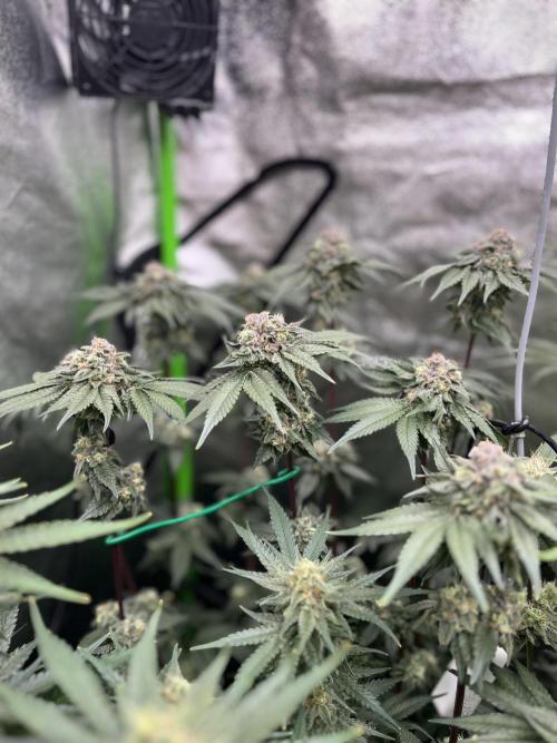 First Grow :). Week 12 - Coco Fresh :)