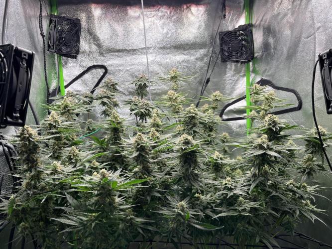 First Grow :). Week 12