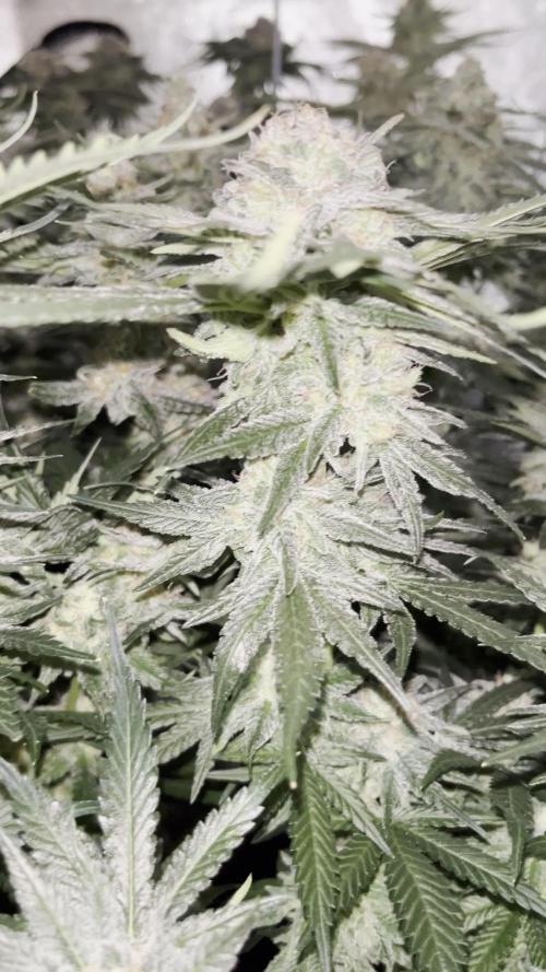 First Grow :)