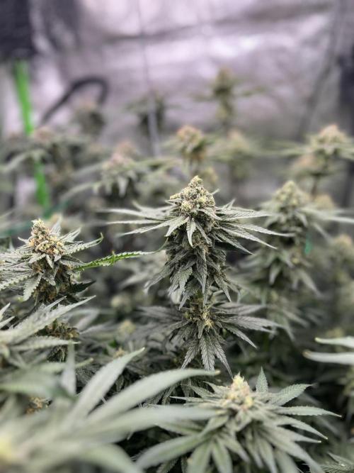 First Grow :). Week 12 - Kings Kush